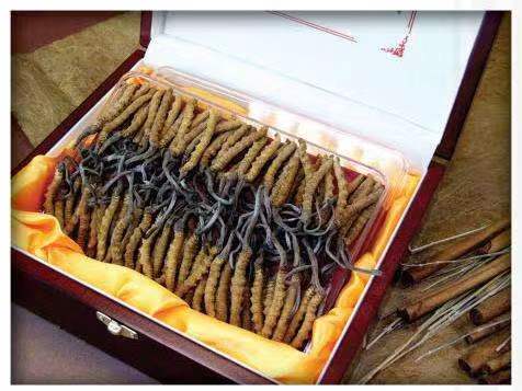 南票冬虫夏草回收